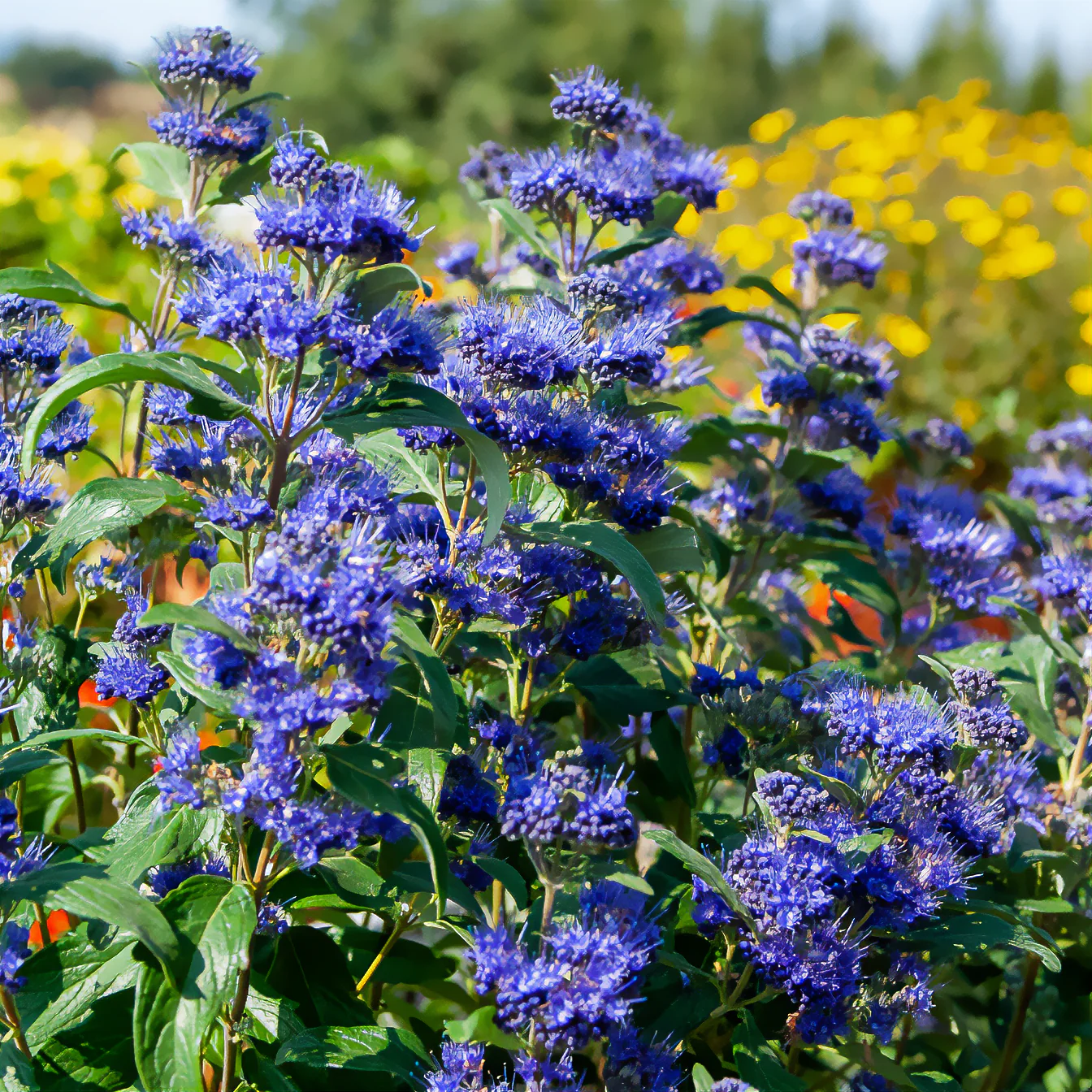 Blauwe spirea Grand Bleu® Inoveris