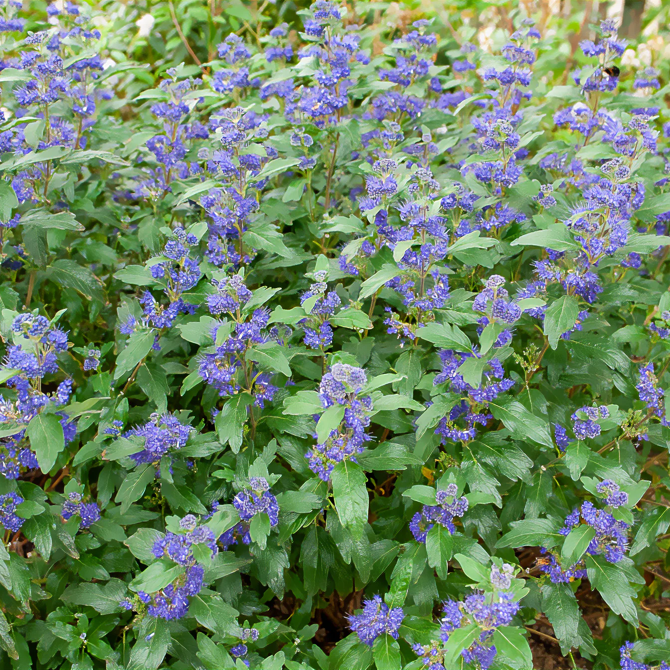 Blauwe spirea Grand Bleu® Inoveris - Image 3