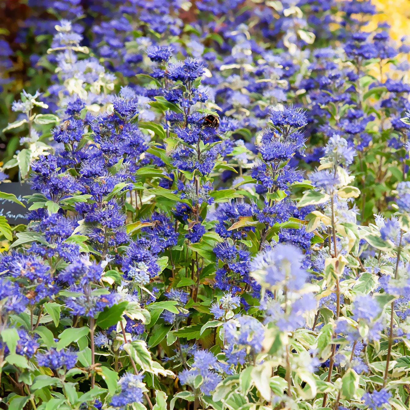 Blauwe spirea Grand Bleu® Inoveris - Image 4