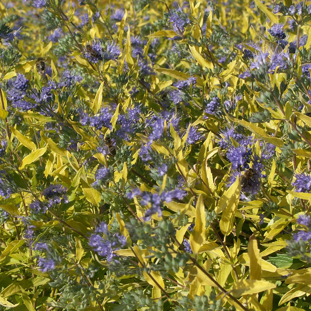Blauwe spirea 'Worcester Gold'