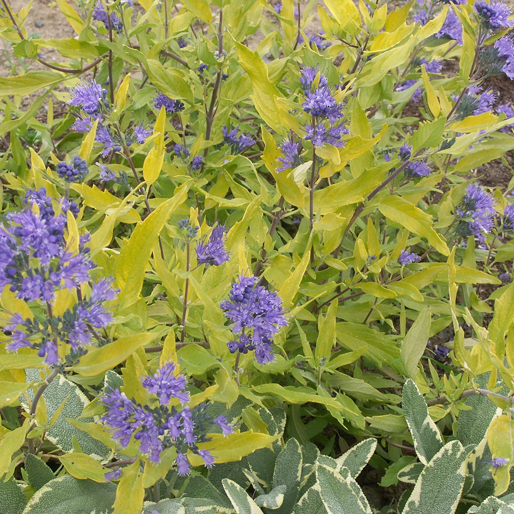 Blauwe spirea 'Worcester Gold' - Image 2