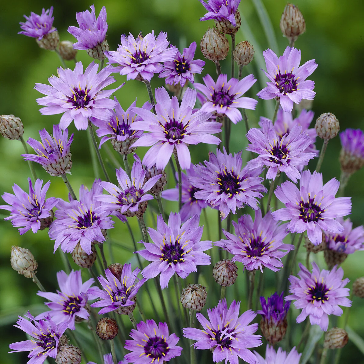 Blauwe strobloem - Image 2