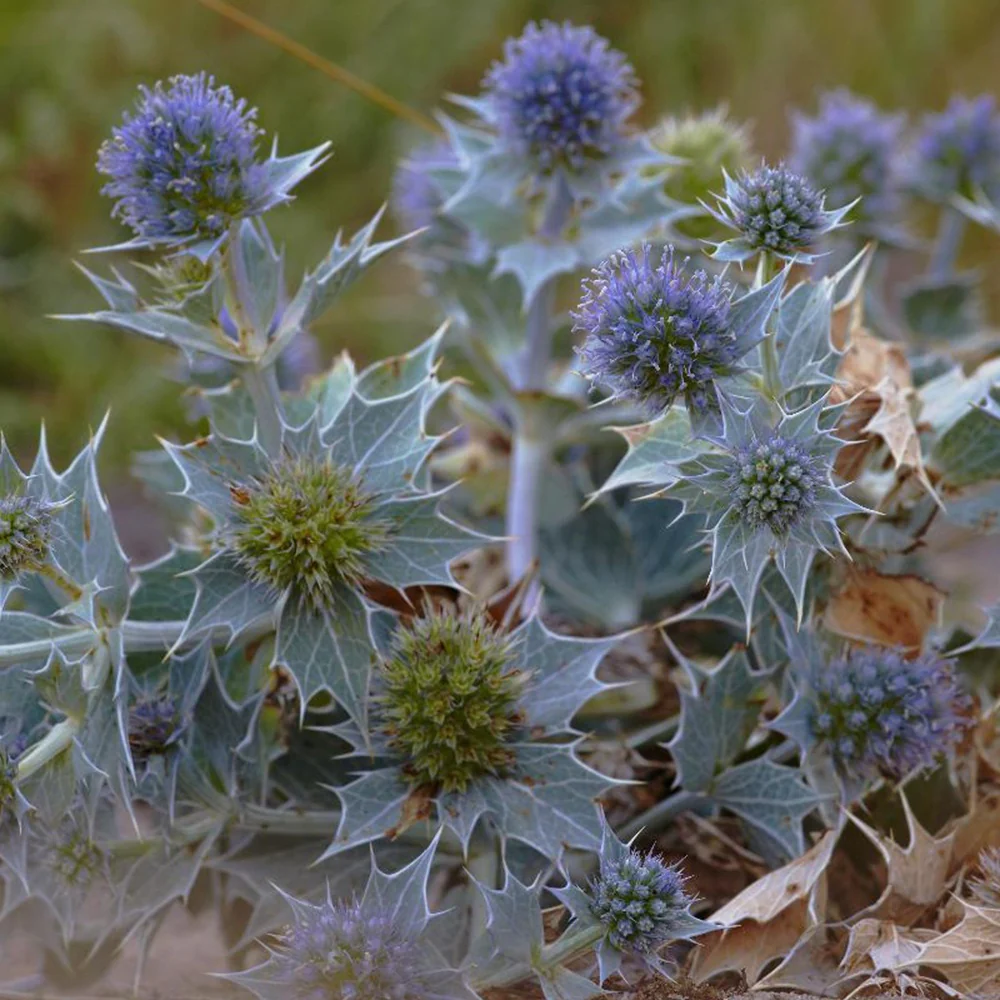 Blauwe zeedistel