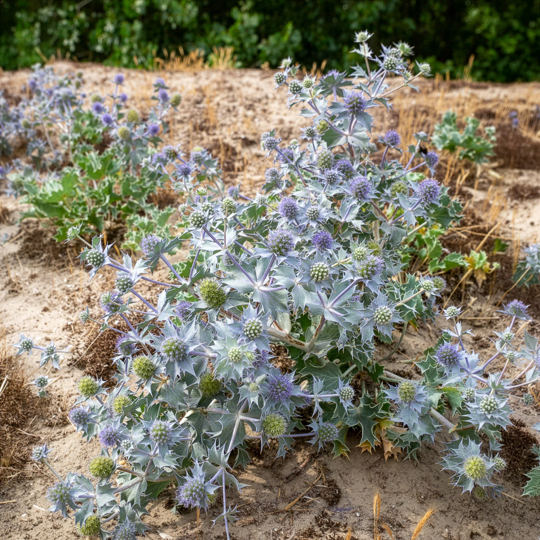 Blauwe zeedistel - Image 2