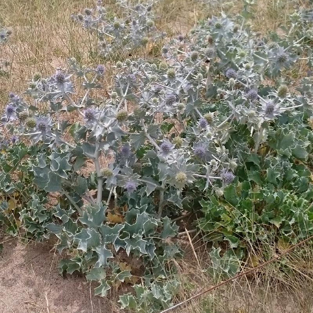 Blauwe zeedistel - Image 3