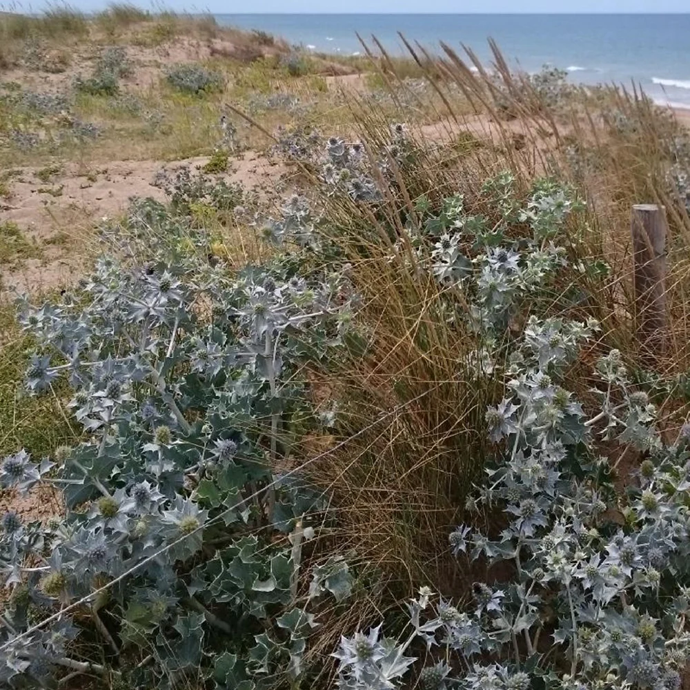 Blauwe zeedistel - Image 4