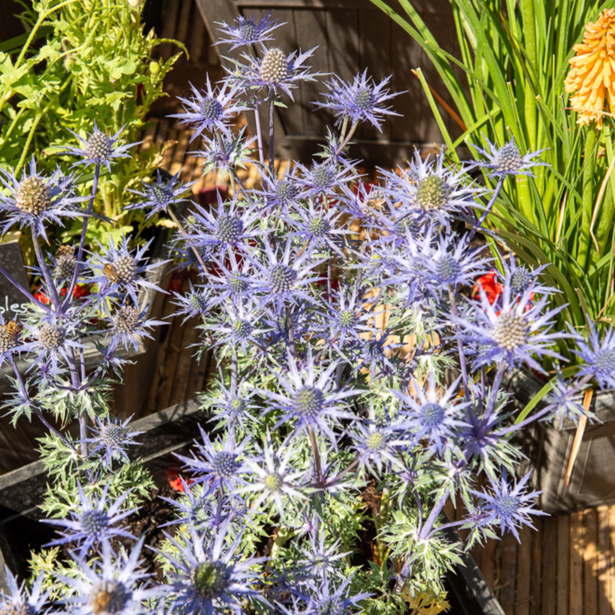 Blauwe zeedistel 'Lapis Blue'