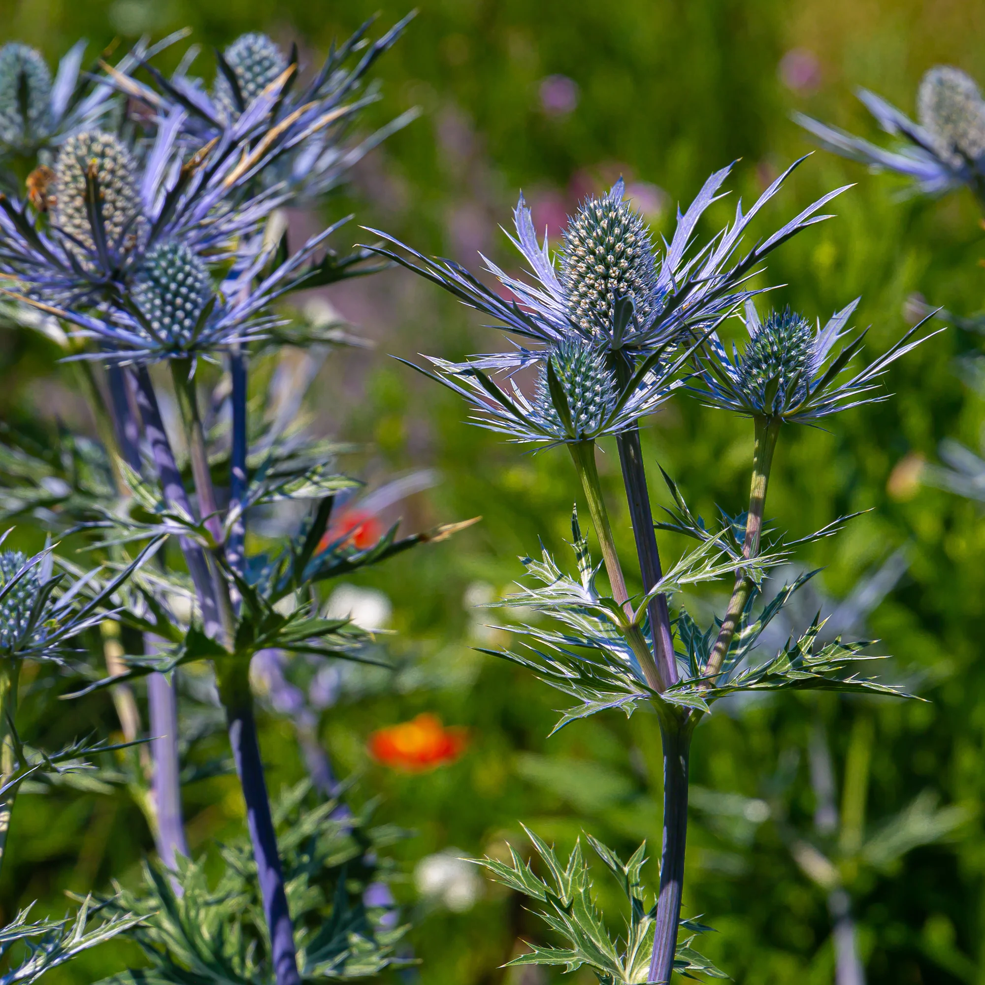 Blauwe zeedistel 'Lapis Blue' - Image 2