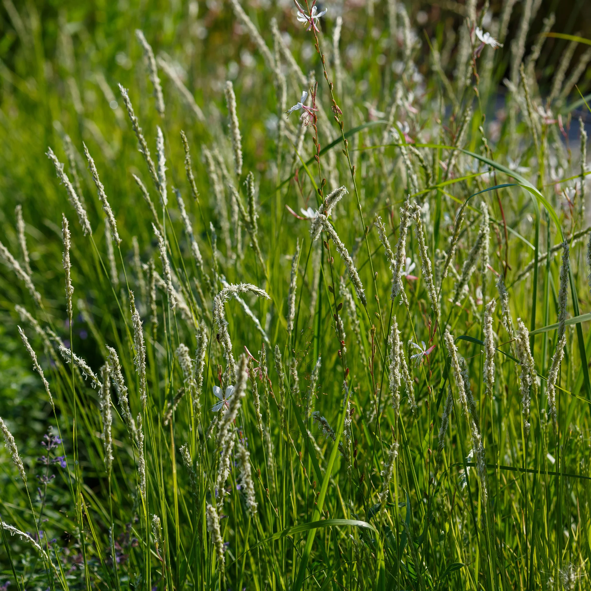 Blauwgras automne - Image 3