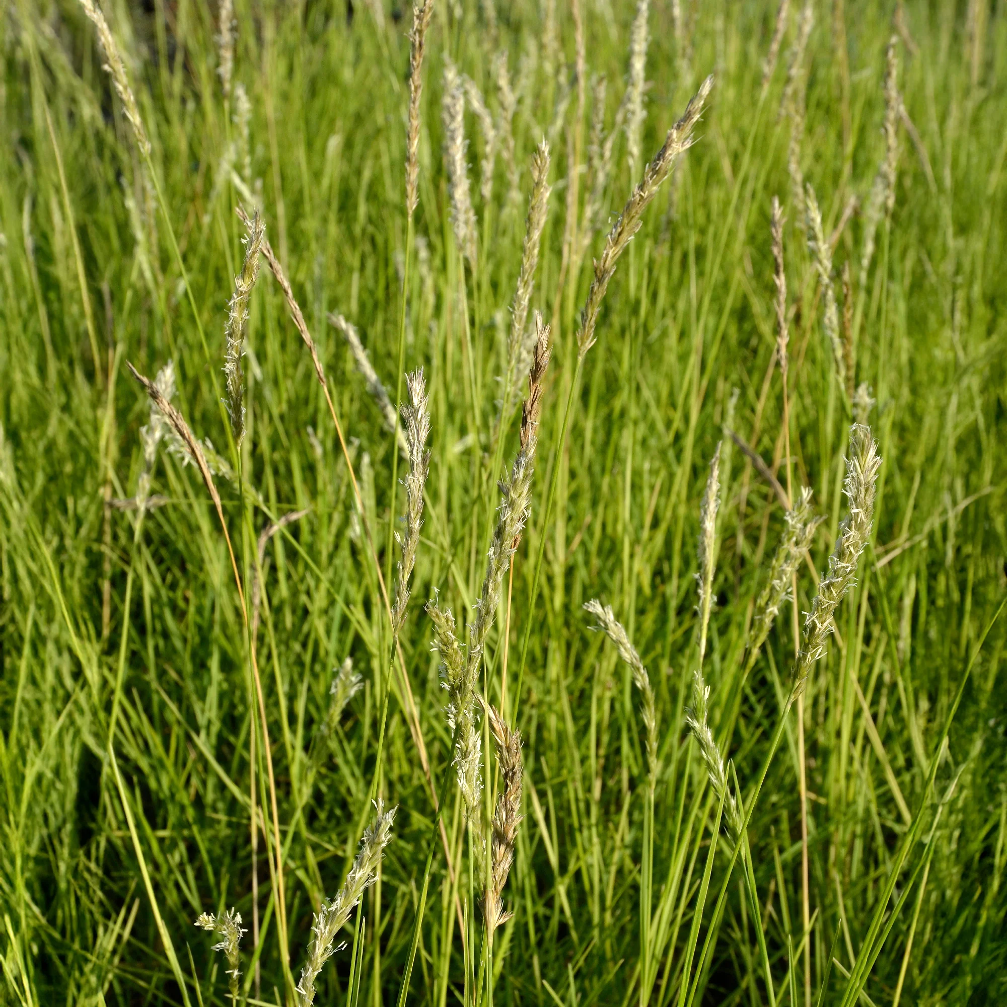Blauwgras automne - Image 4