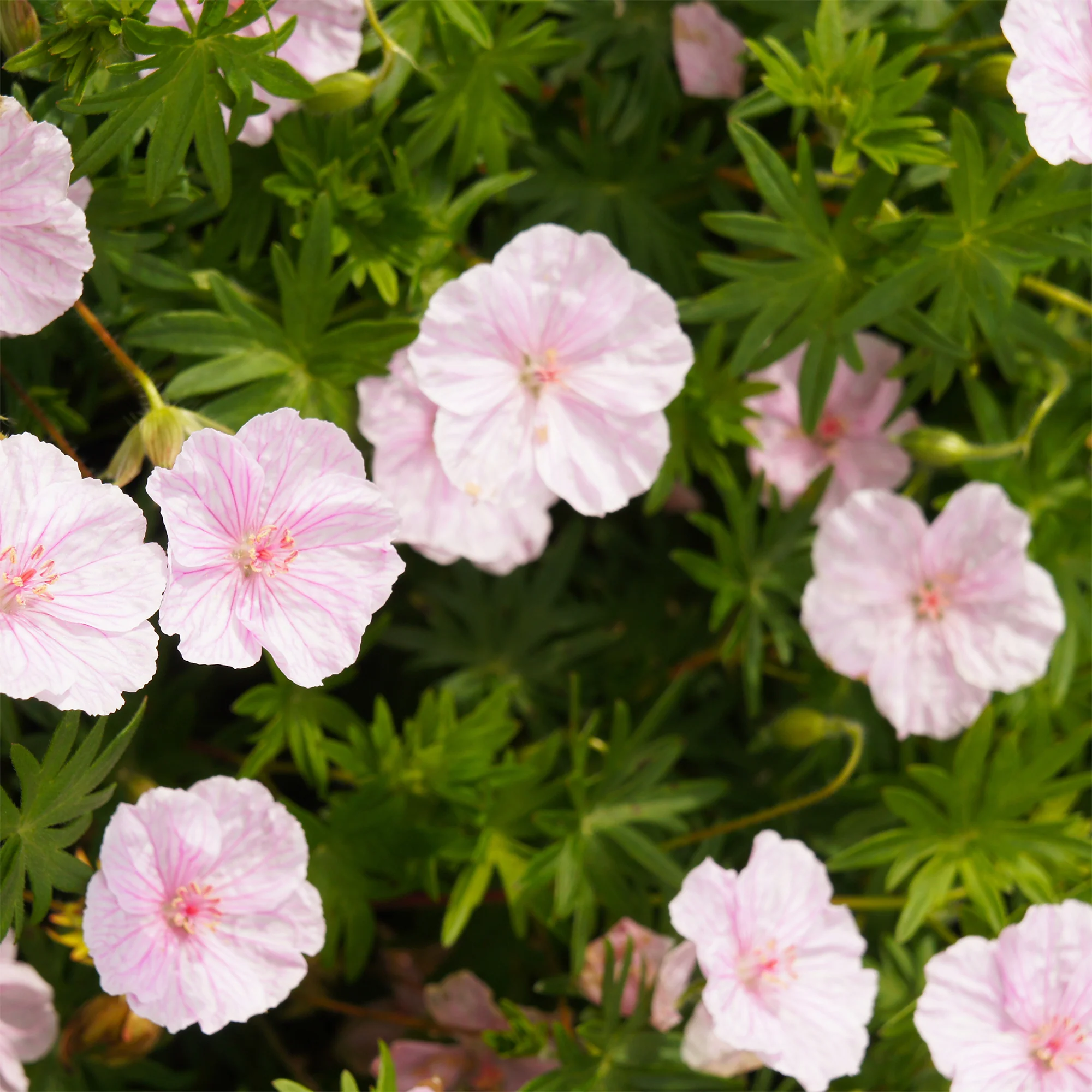 Bloedooievaarsbek 'Striatum'
