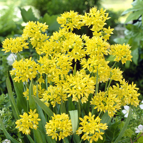 Bloembollen 6 Maanden Bloemen mix (x100) - Image 6