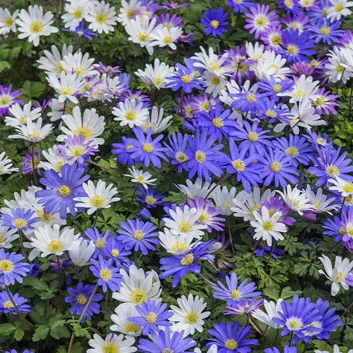 Bloembollen 6 Maanden Bloemen mix (x100) - Image 9