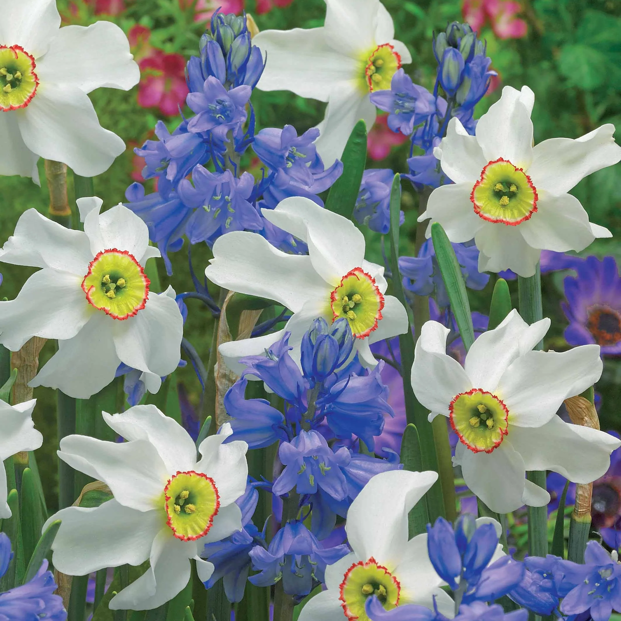 Bloembollen Mix blauw + wit