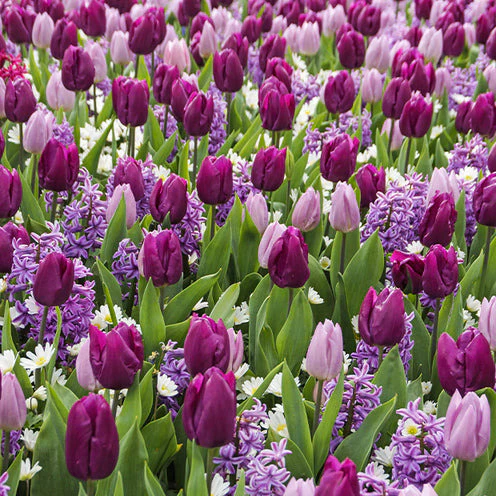 Bloembollen Royal Purple mix (x25) - Image 3