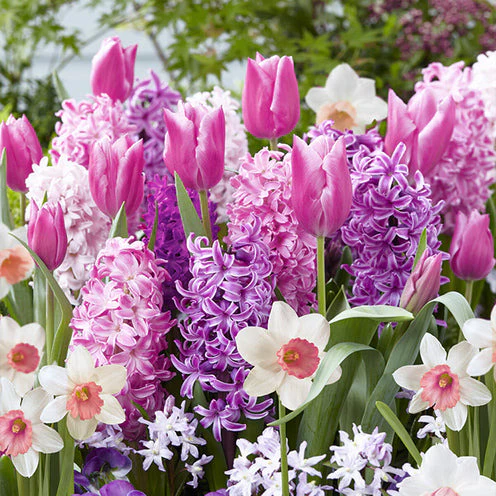 Bloembollen Roze Rand mix (x35)