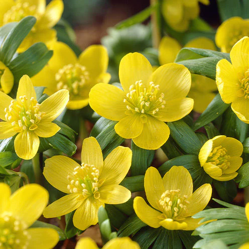 Bloembollen Vlinder Voedsel mix (x70) - Image 9
