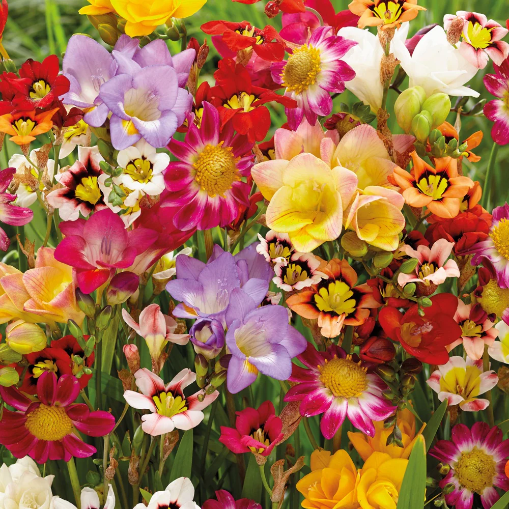 Bloembollenmix 'Kleurenexplosie' (x27)