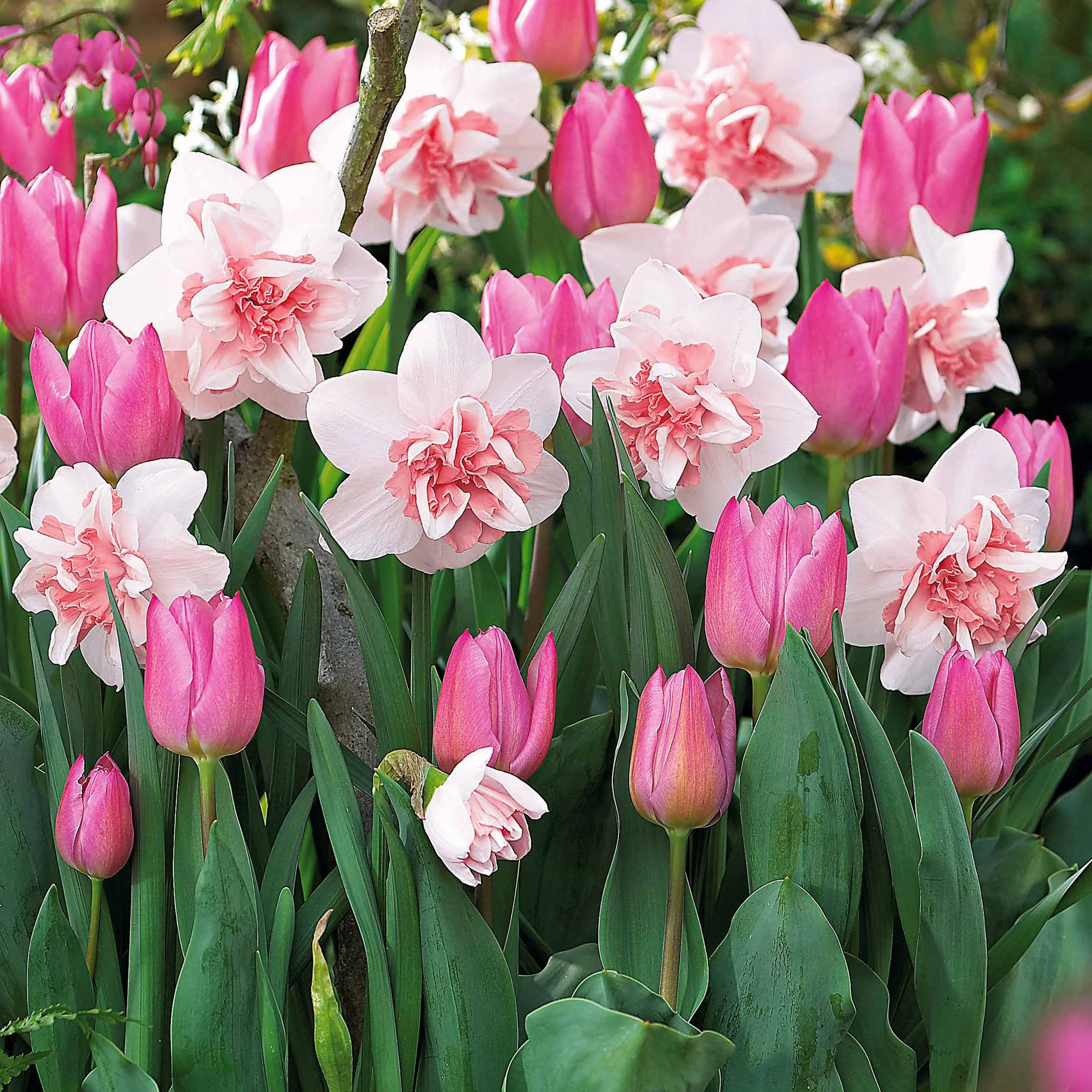 Bloembollenmix 5 'Narcis 'Replète & 10 Tulp 'Candy Prince'
