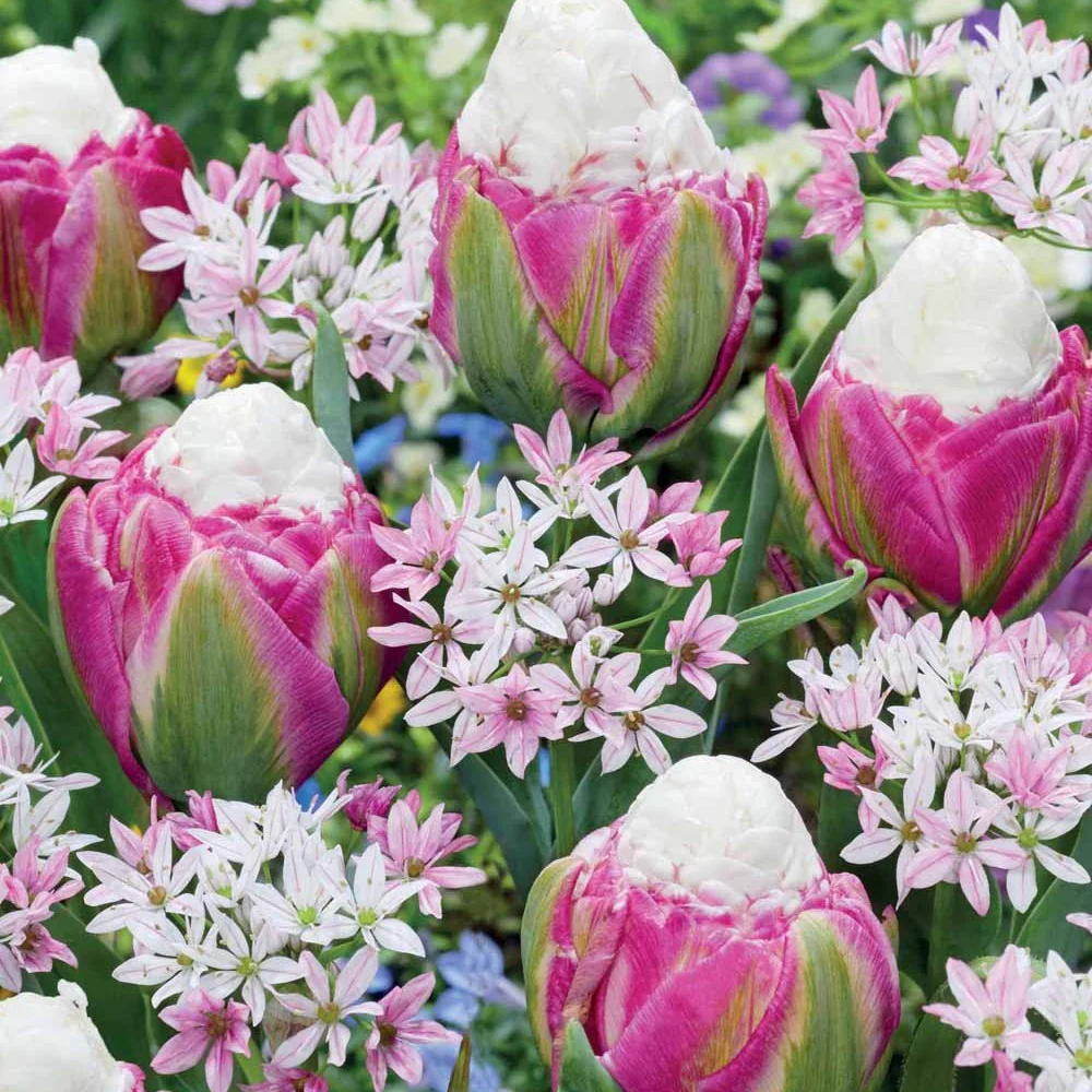 Bloembollenmix 'Tulp 'Ice Cream'& Allium 'Cameleon' (x15)