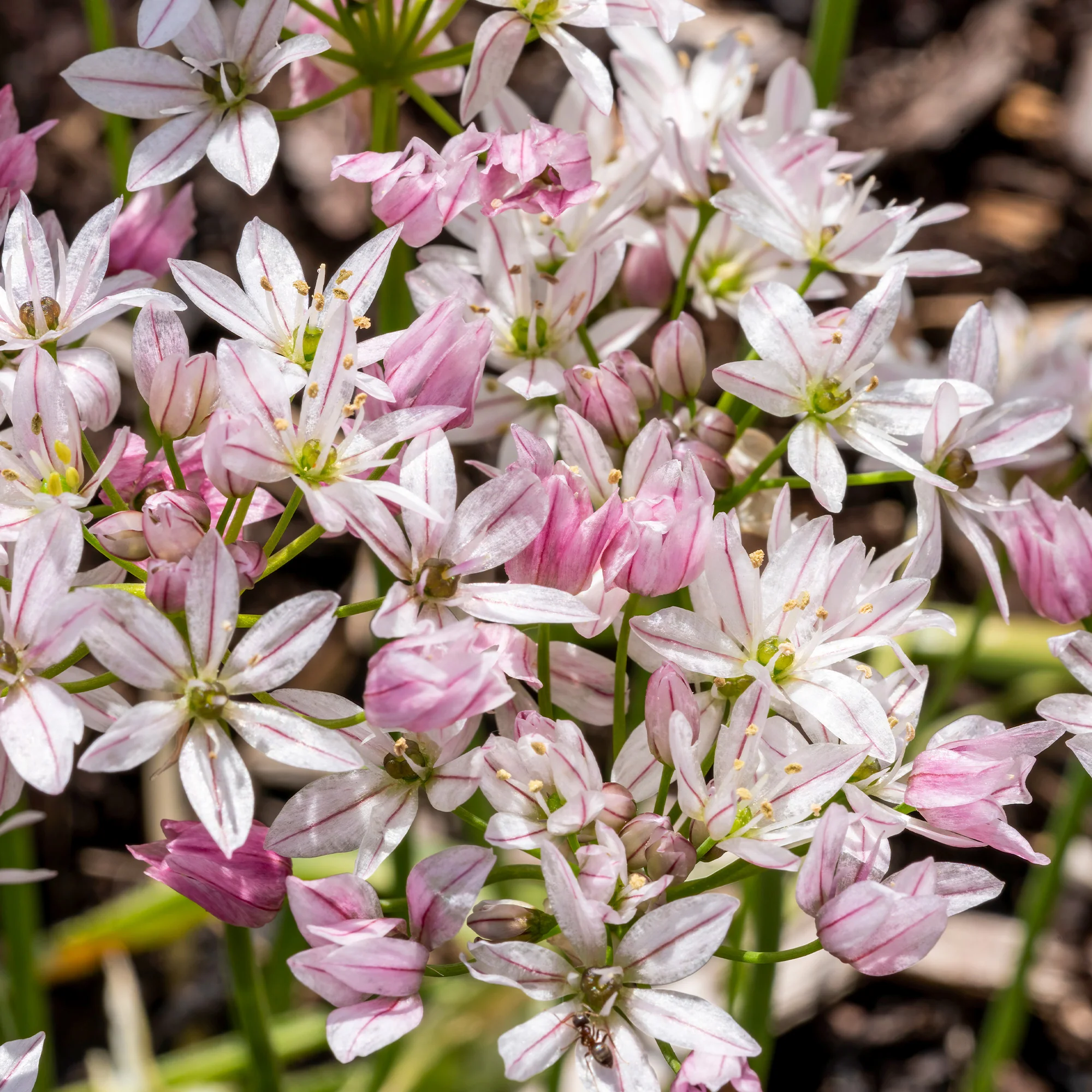 Bloembollenmix 'Tulp 'Ice Cream'& Allium 'Cameleon' (x15) - Image 2