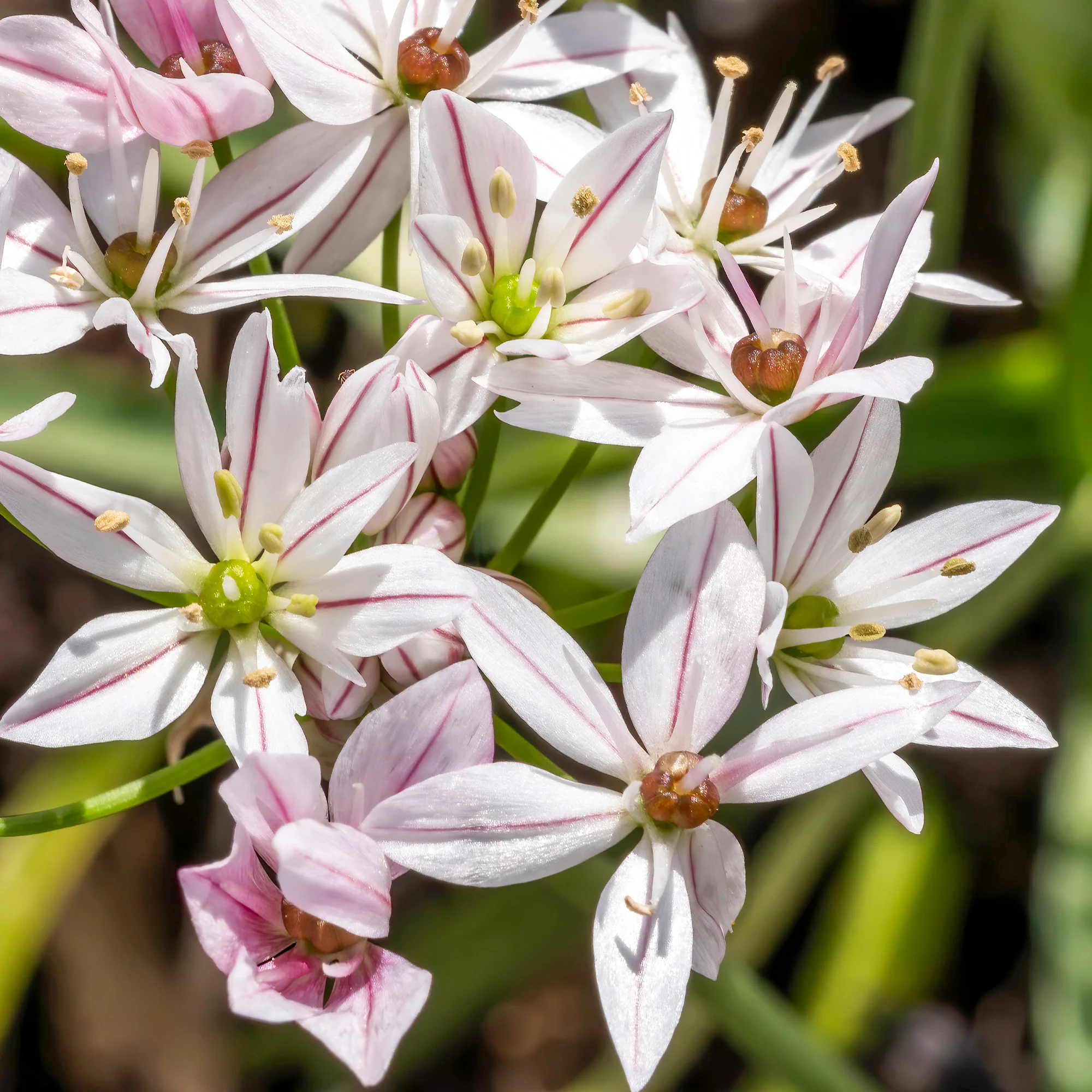 Bloembollenmix 'Tulp 'Ice Cream'& Allium 'Cameleon' (x15) - Image 3