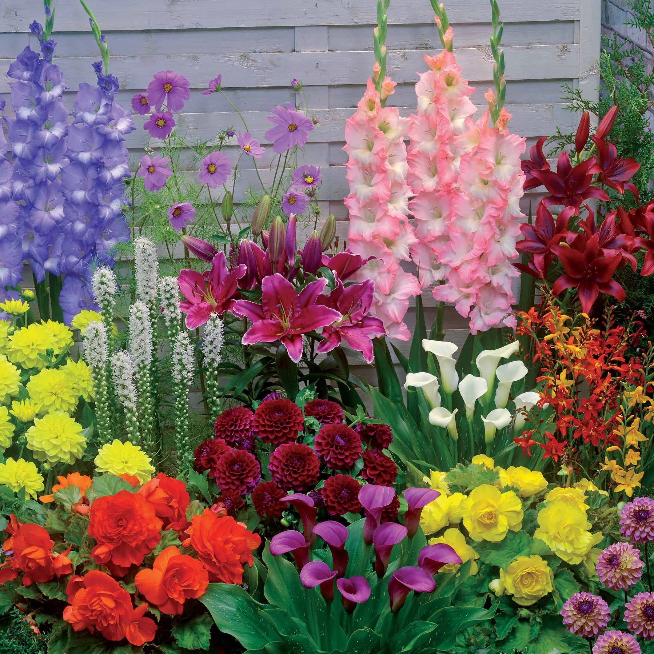 Bloembollenmix 'Zomerbloeiers' (x35)