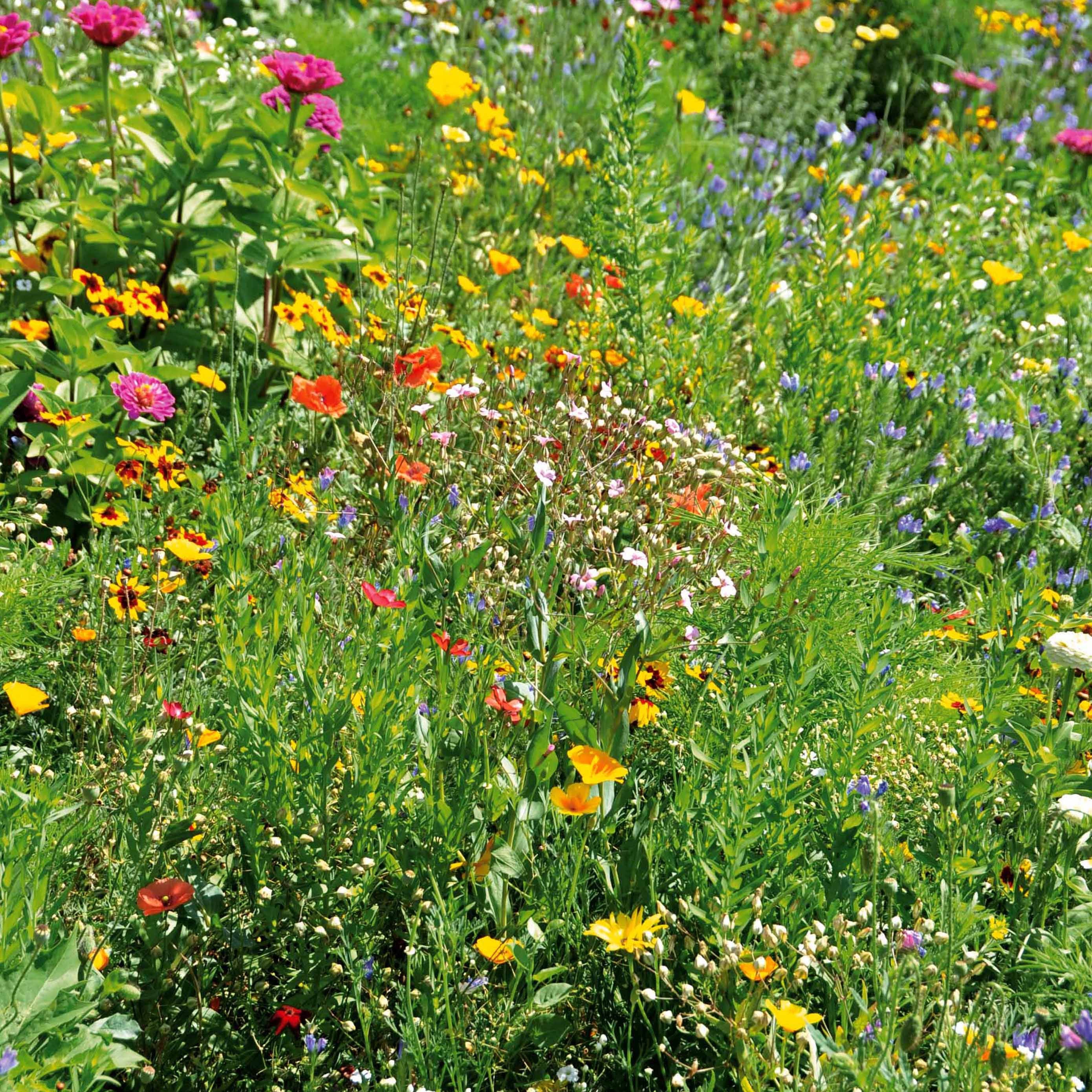 Bloemenmix 'Droogtetolerant' - Image 2