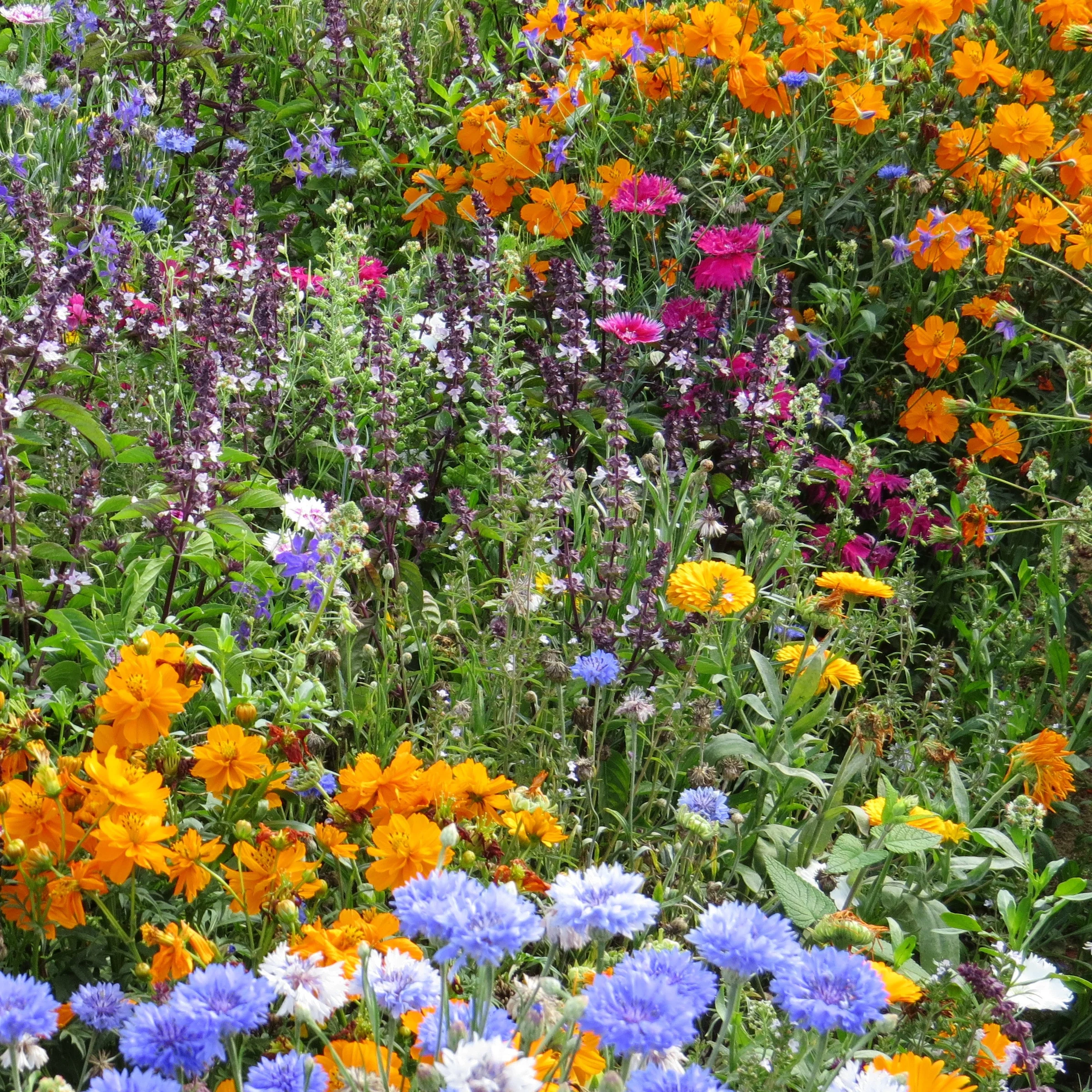 Bloemenmix 'Vlinder' (x3)