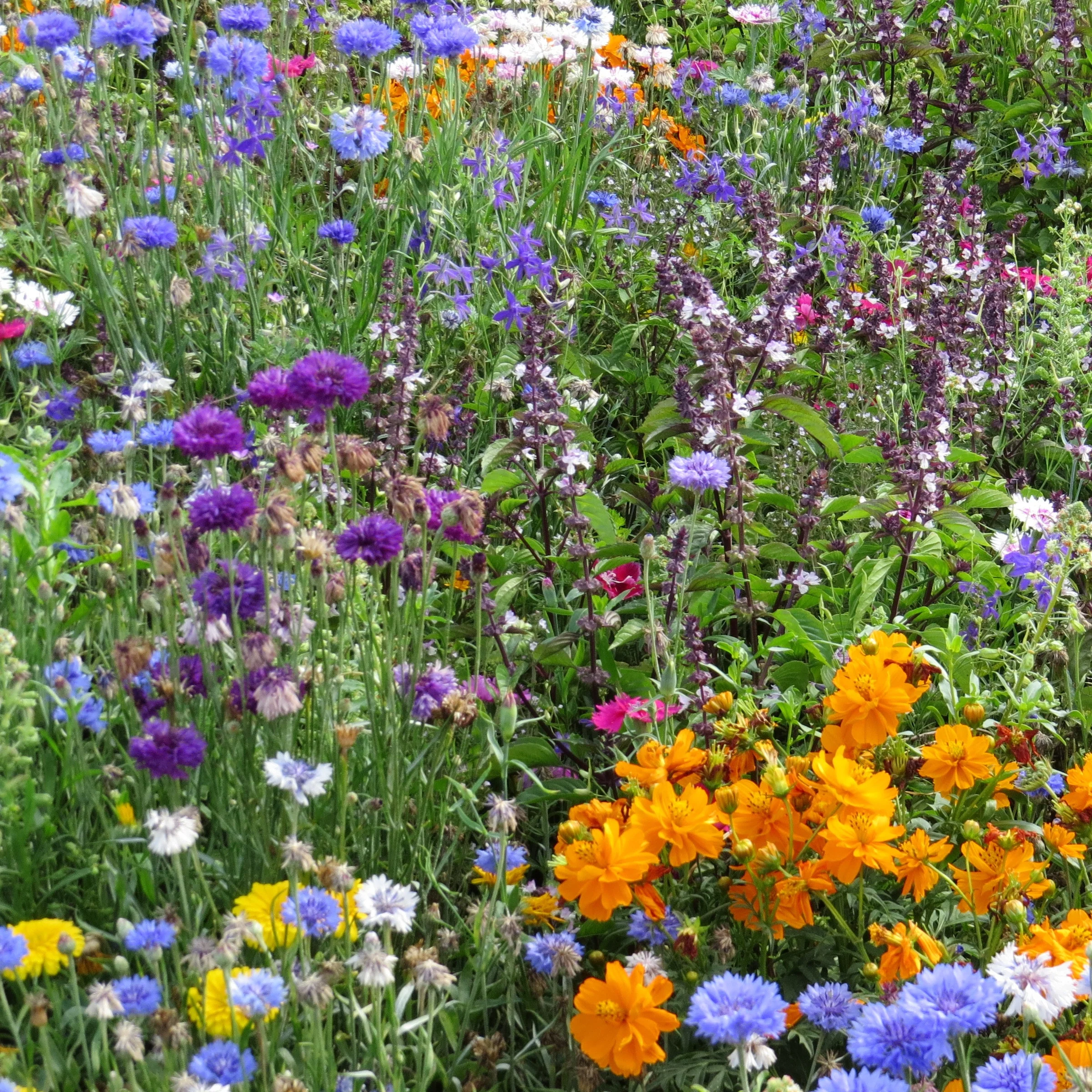Bloemenmix 'Vlinder' (x3) - Image 2