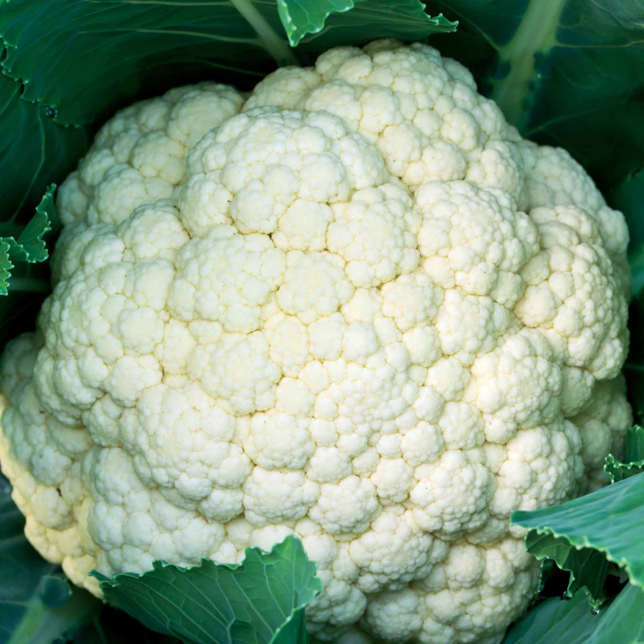 Bloemkool 'Synergy F1'