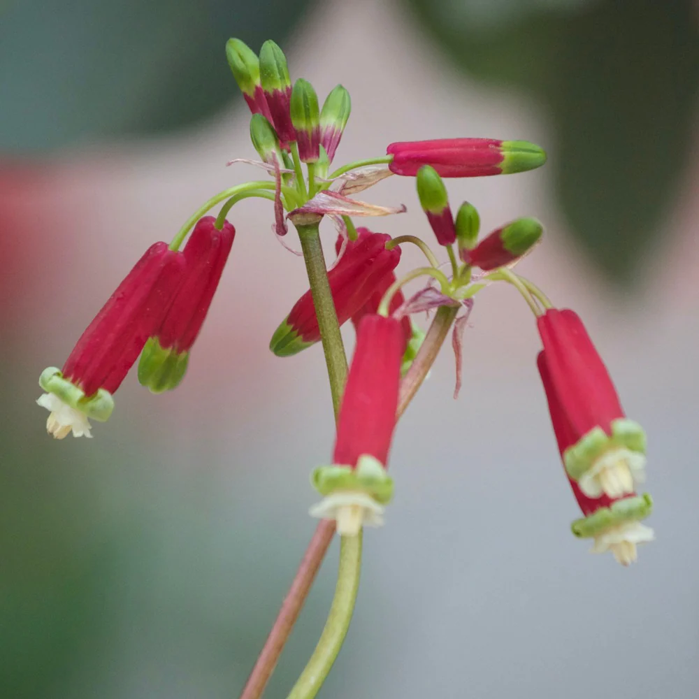 Bloodbells