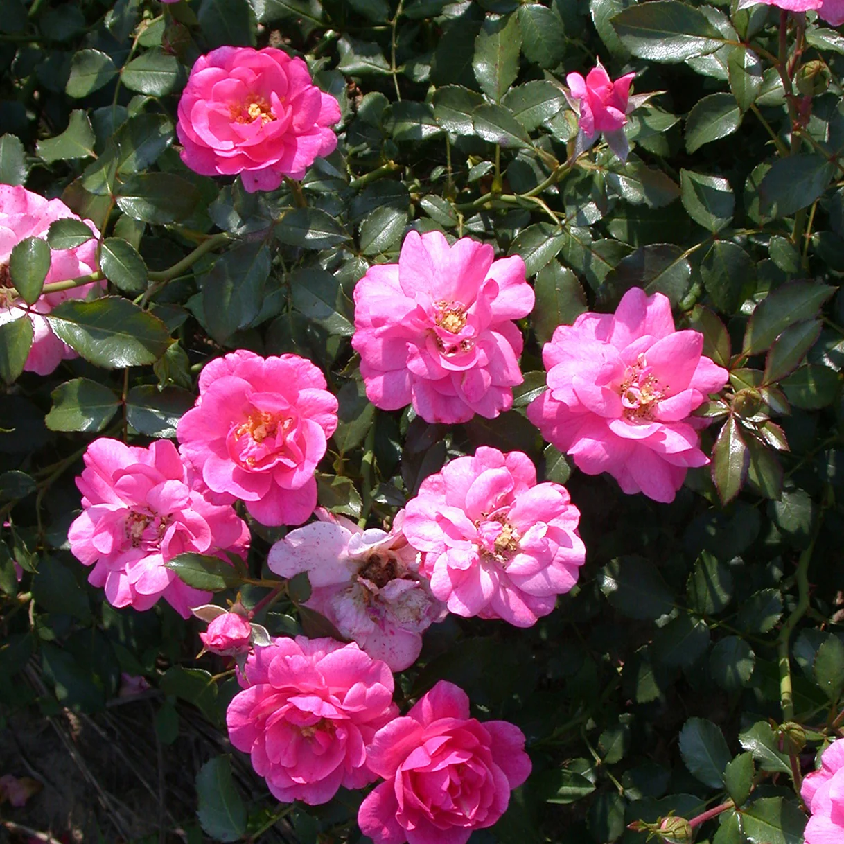 Miniatuur 2