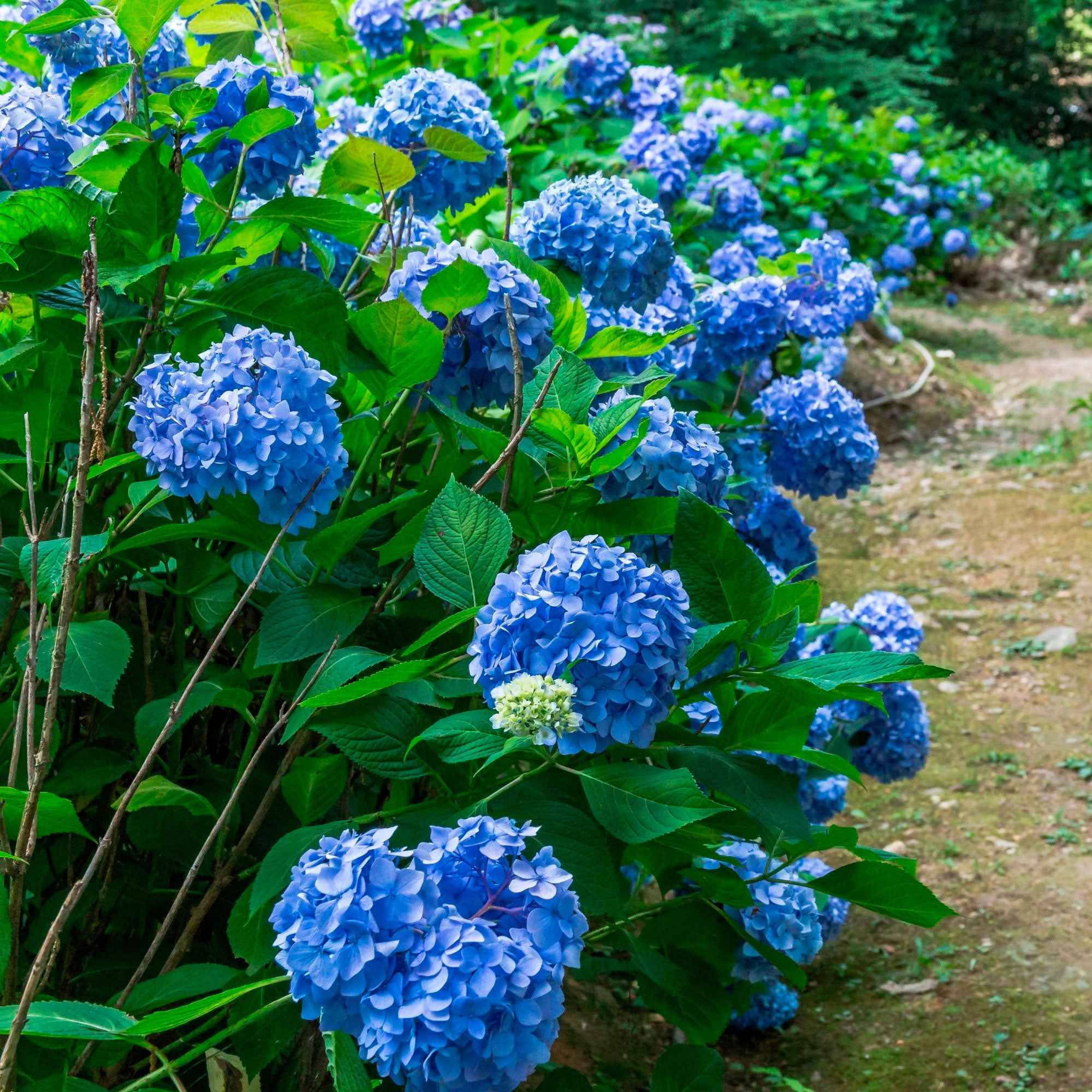 Blauwe Boerenhortensia