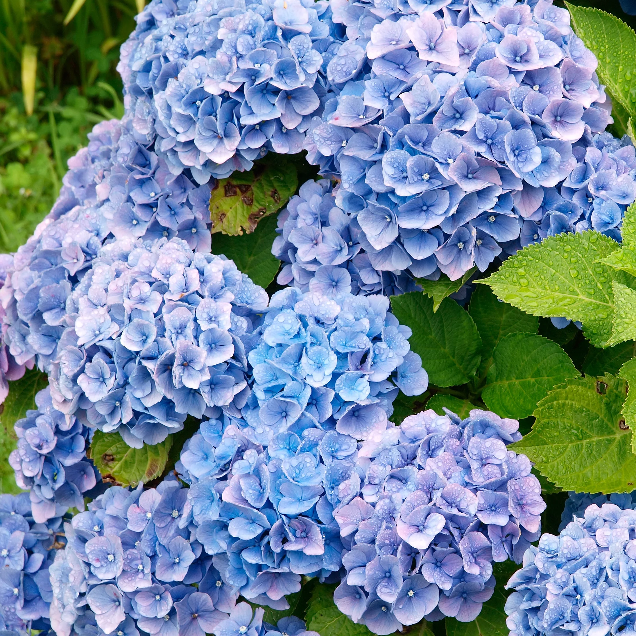 Blauwe Boerenhortensia - Image 2