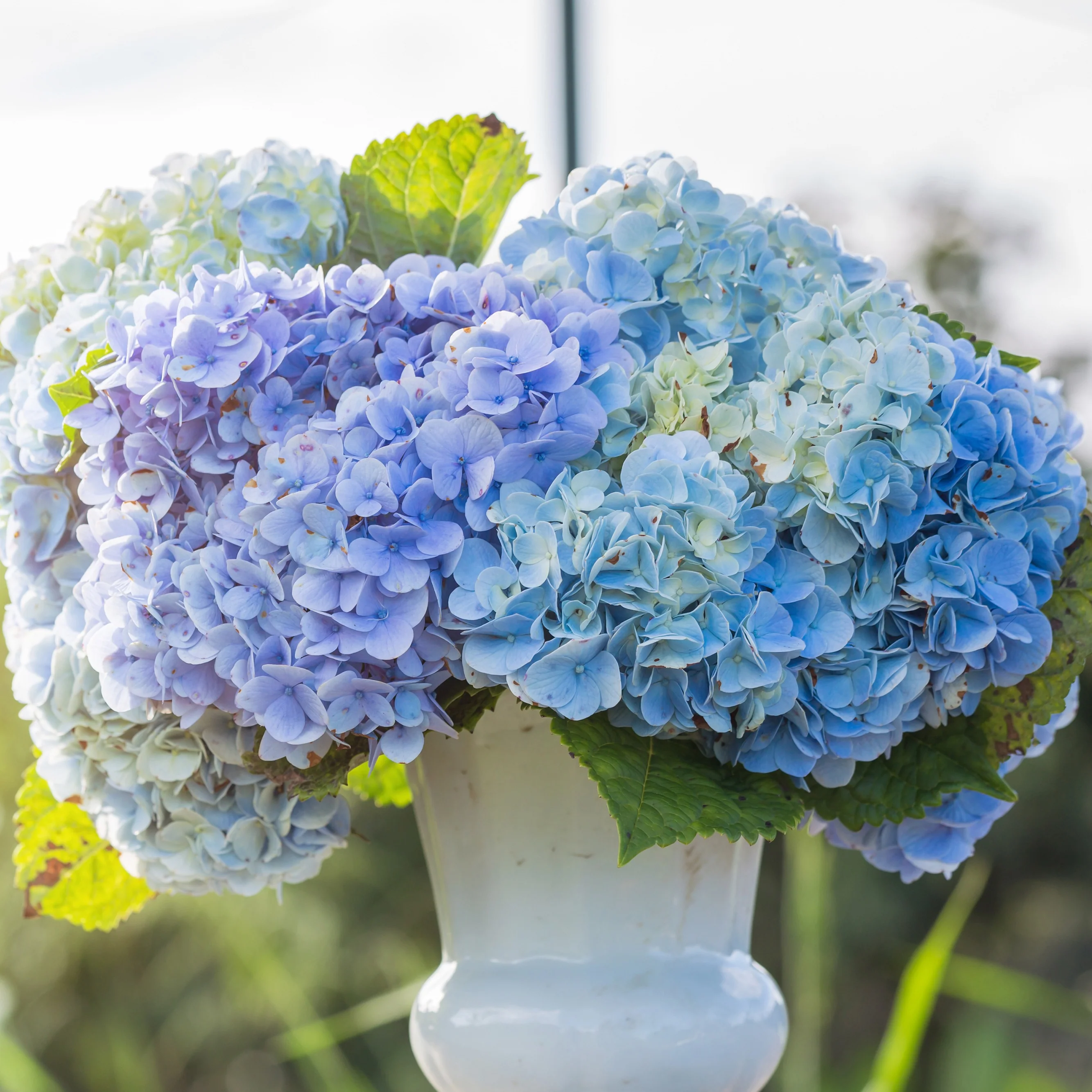 Blauwe Boerenhortensia - Image 3