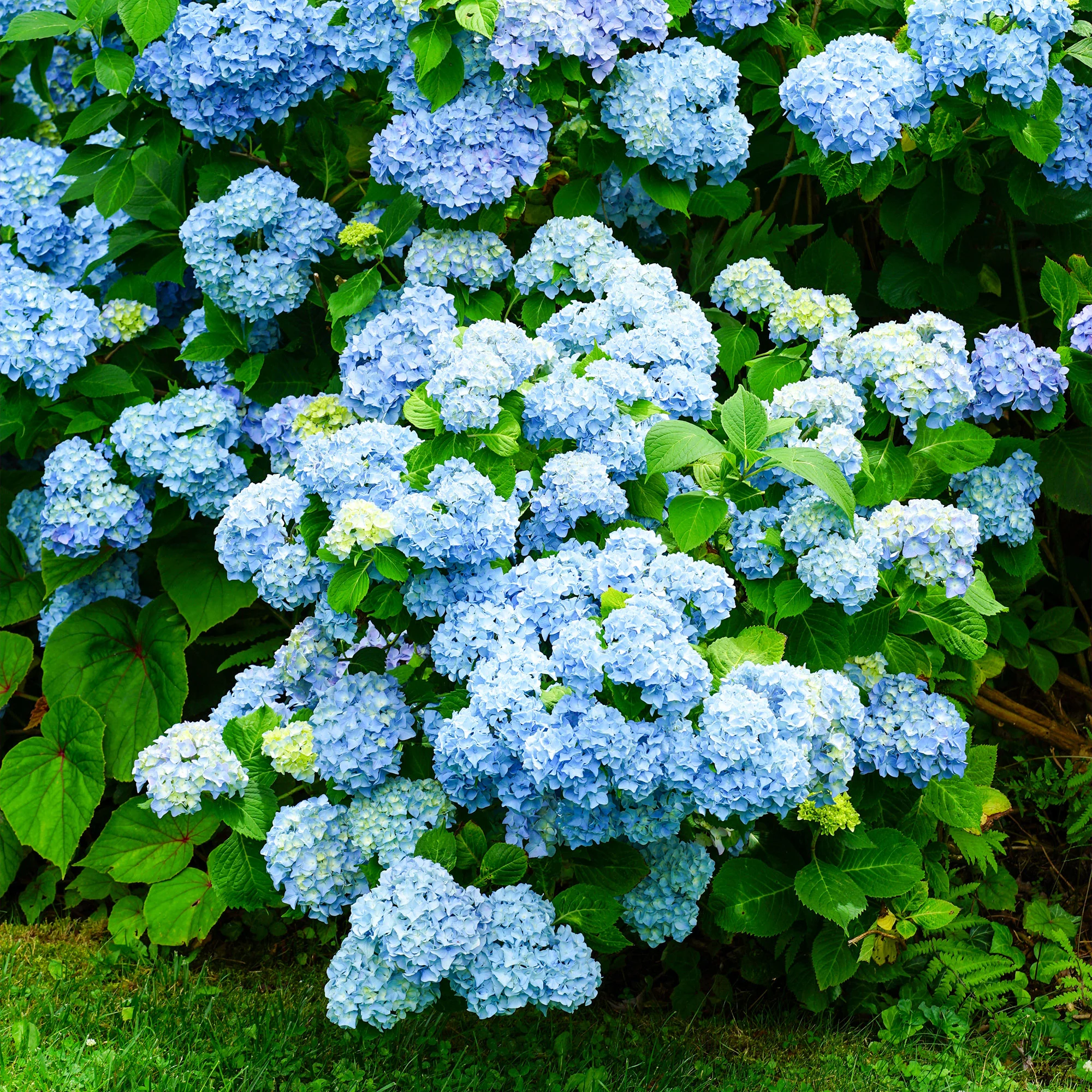 Blauwe Boerenhortensia - Image 4