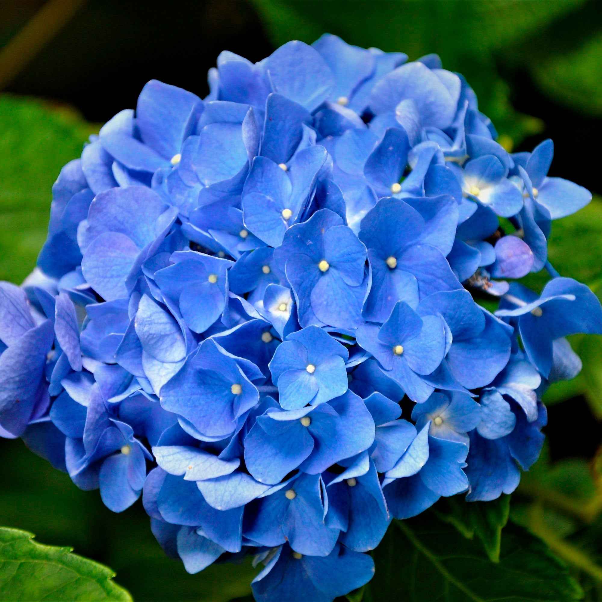 Blauwe Boerenhortensia - Image 5