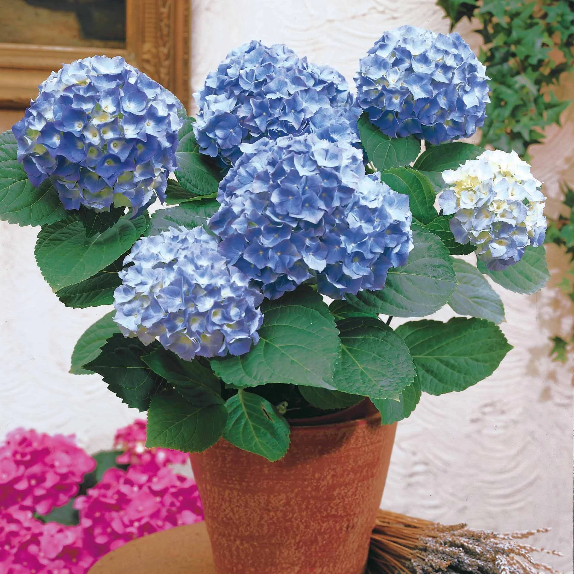 Blauwe Boerenhortensia - Image 6