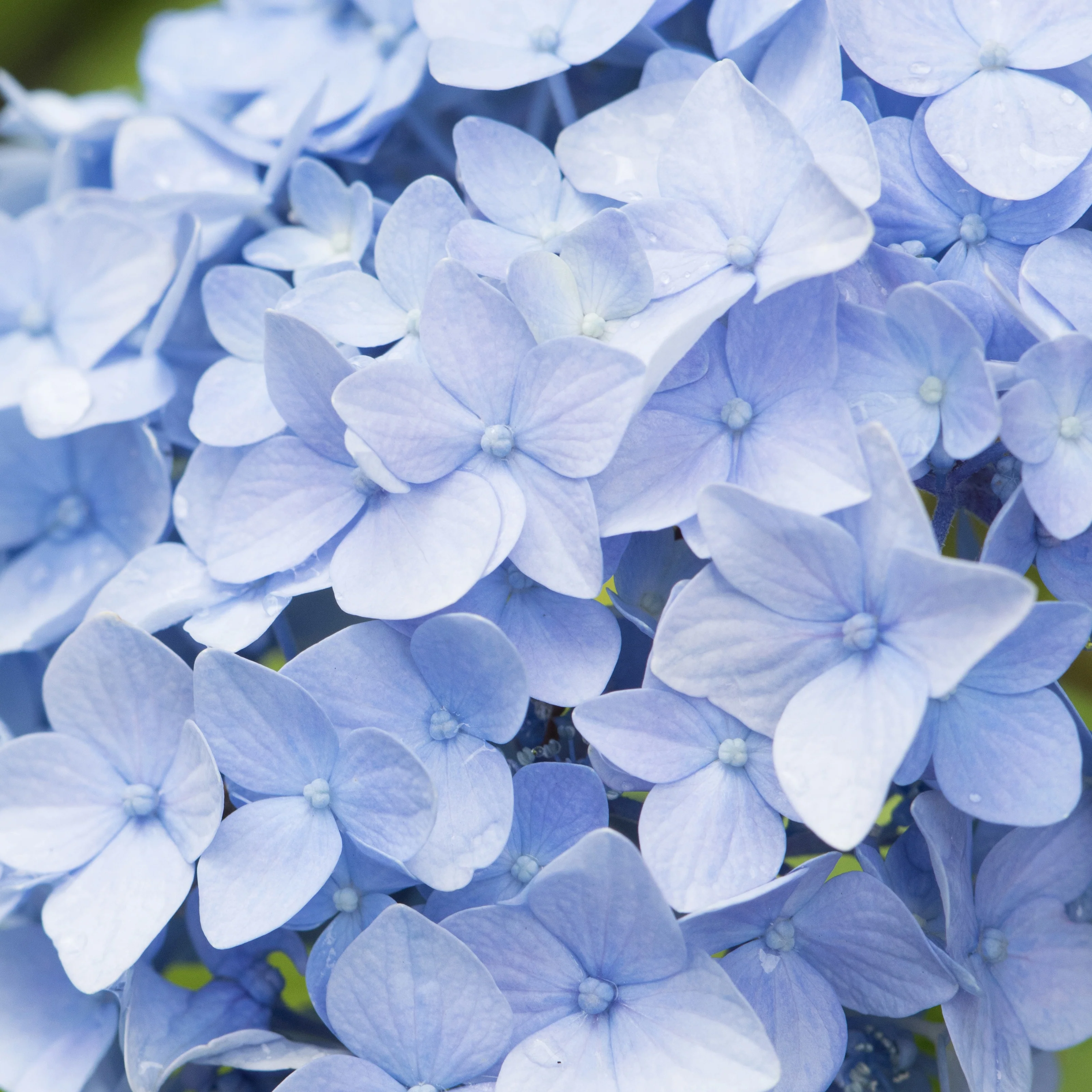 Blauwe Boerenhortensia - Image 7