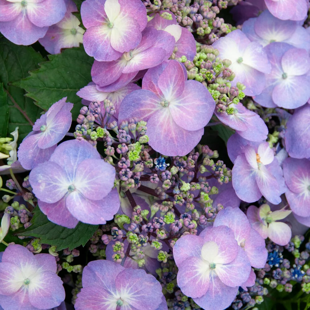Boerenhortensia 'Blueberry Cheesecake' - Image 2