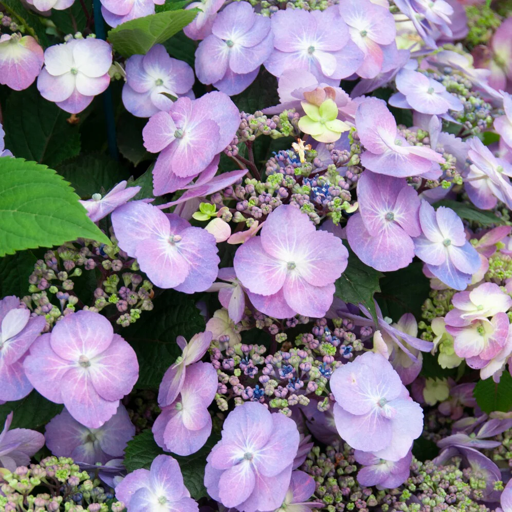 Boerenhortensia 'Blueberry Cheesecake' - Image 3