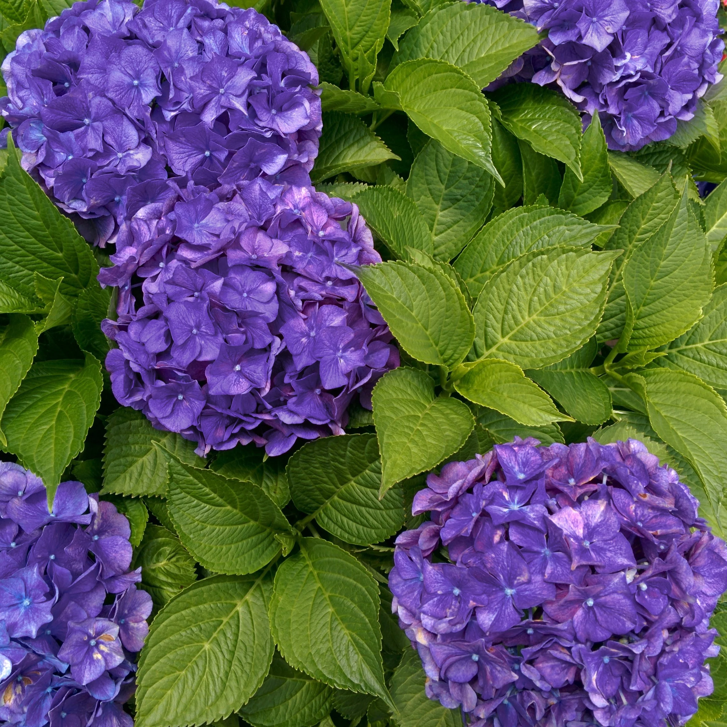 Boerenhortensia 'Deep Purple Dance'