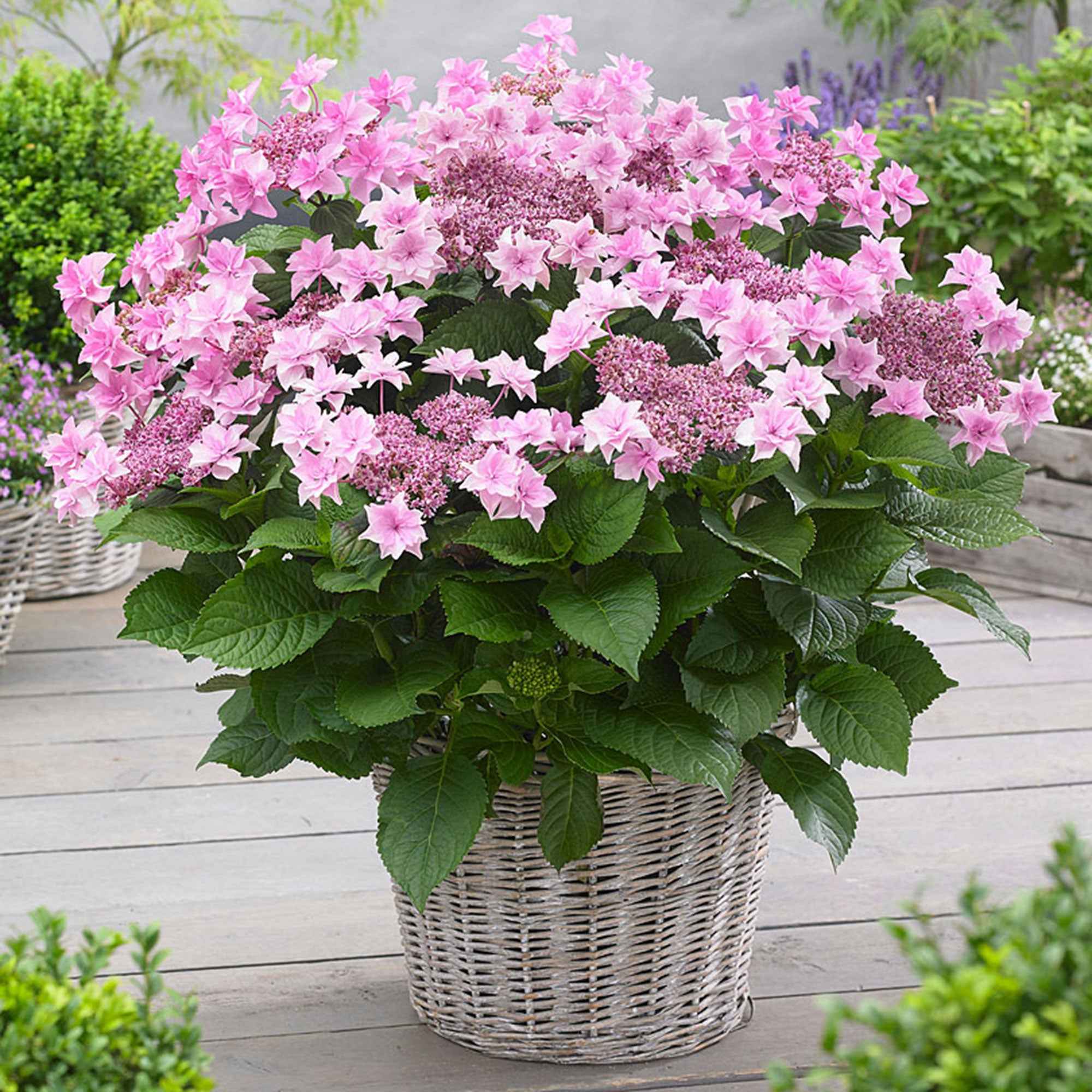 Boerenhortensia 'Doppio Rosa'