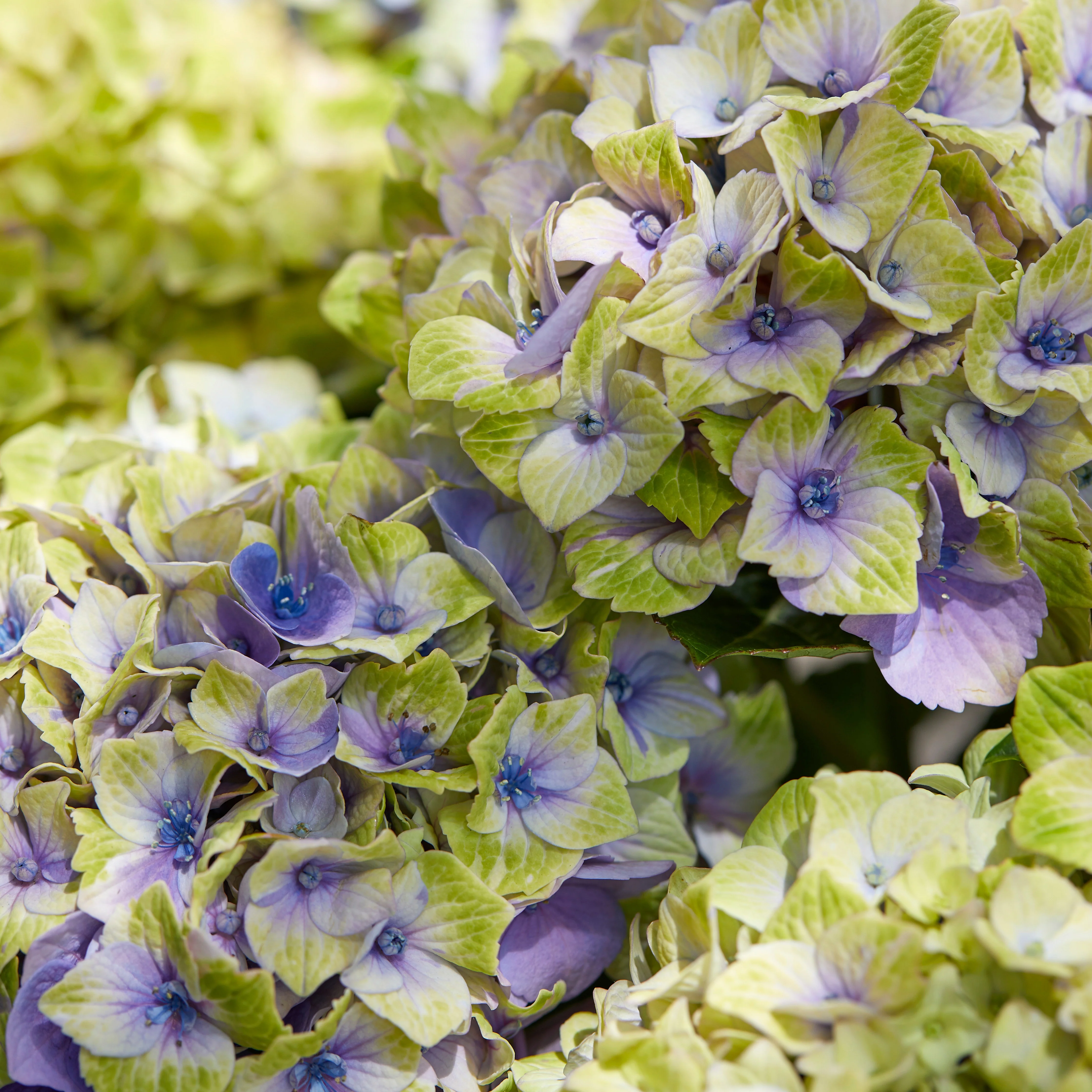 Boerenhortensia 'Jewel' Paars - Image 3