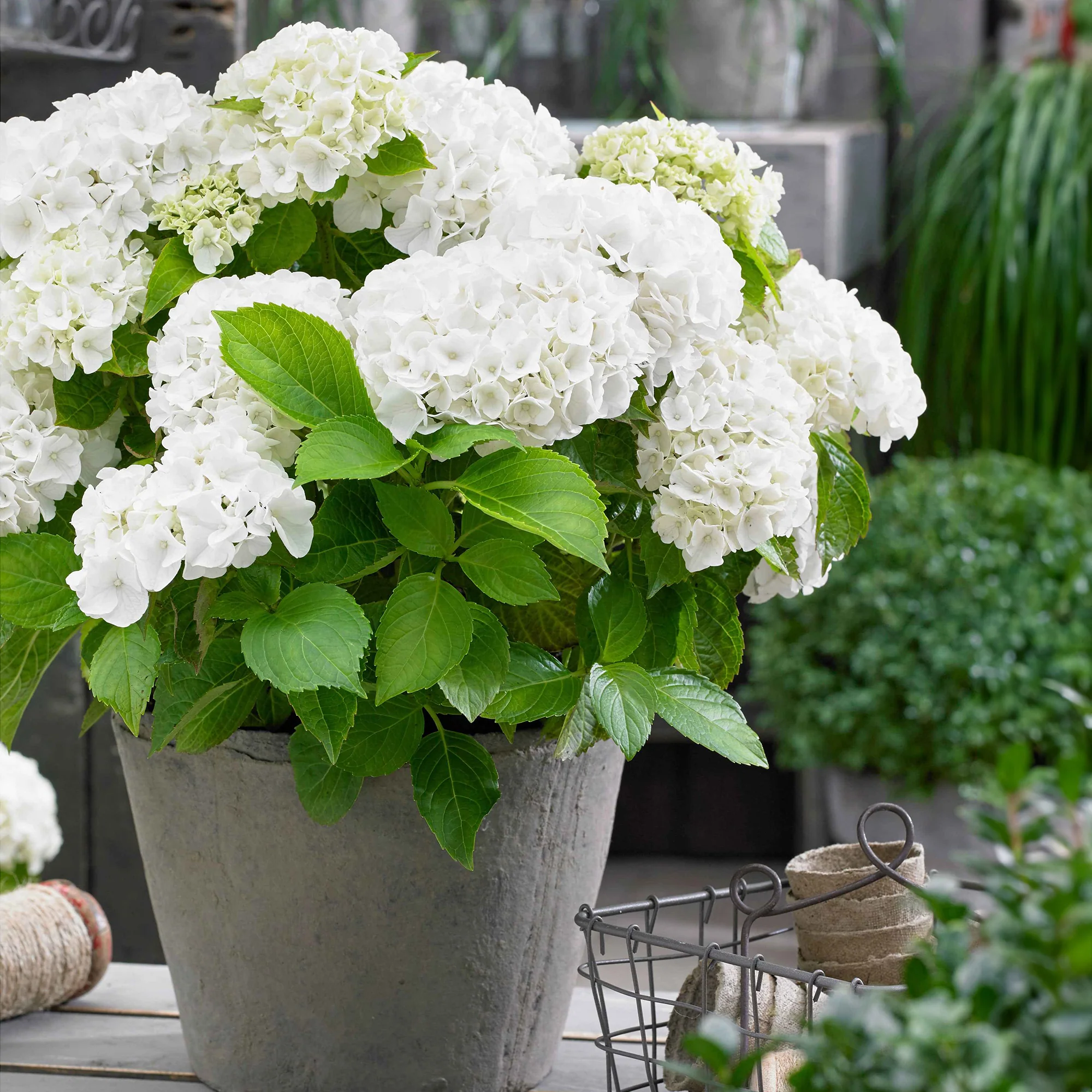 Boerenhortensia wit
