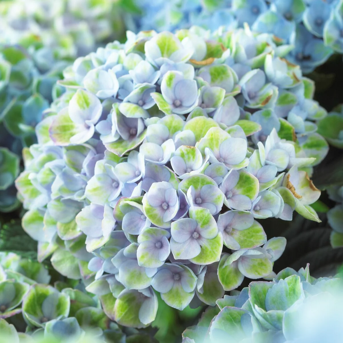 Miniatuur 2