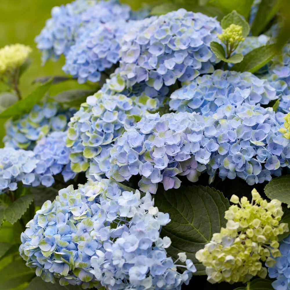 Boerenhortensia 'Revolution Blue' - Image 3