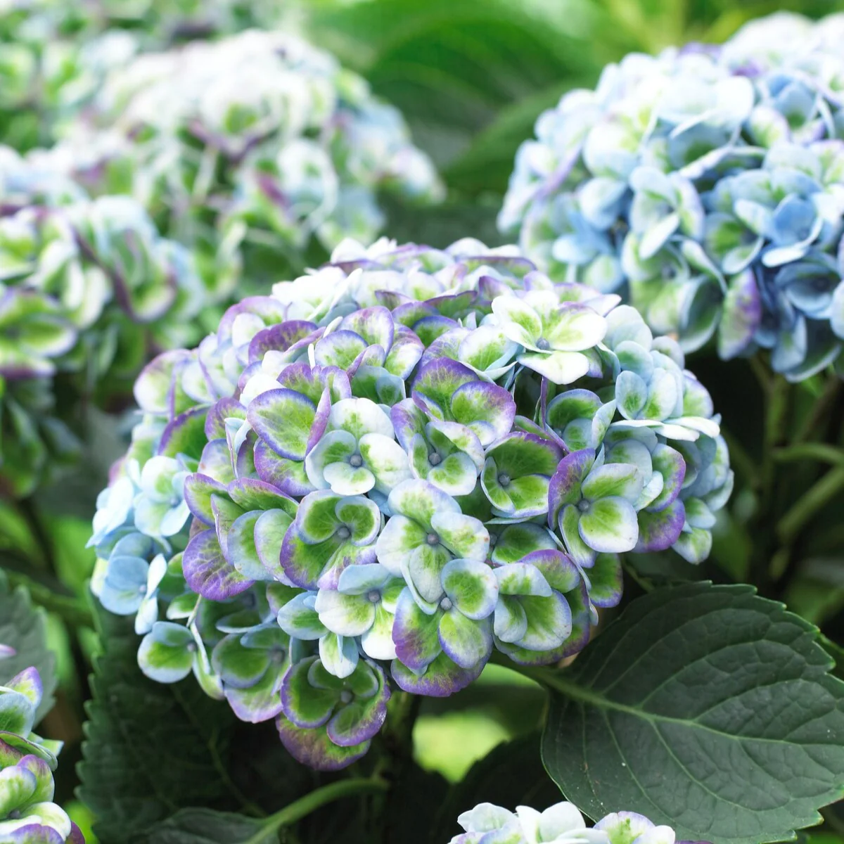 Boerenhortensia 'Revolution Blue' - Image 4