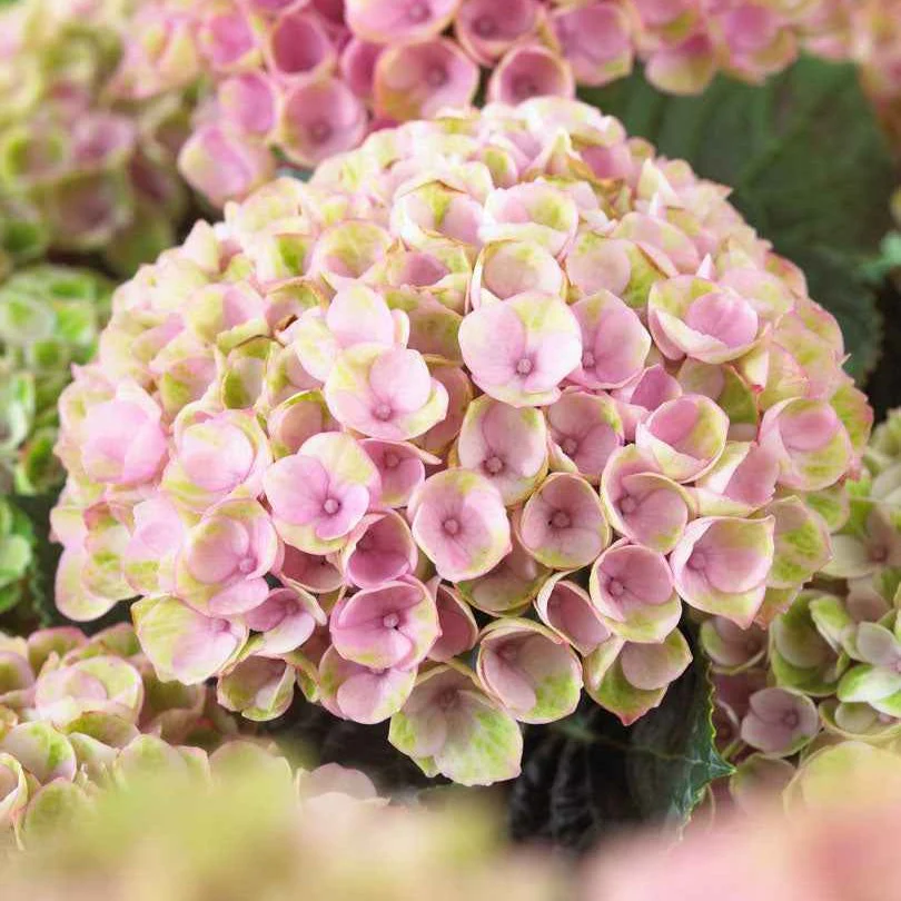 Boerenhortensia 'Revolution Pink' - Image 3